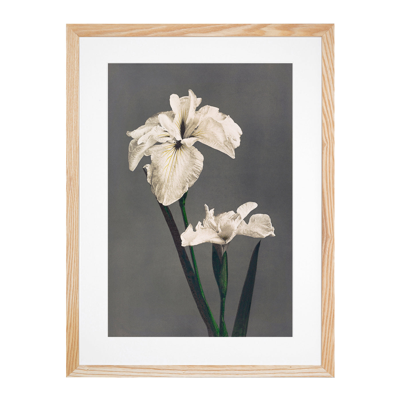White Iris Flower By Kazumasa Ogawa