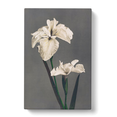 White Iris Flower By Kazumasa Ogawacan Canvas Print Main Image