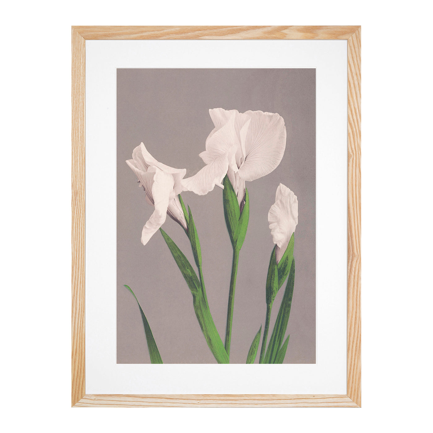 White Irises By Ogawa Kazumasa