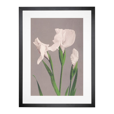White Irises By Ogawa Kazumasa