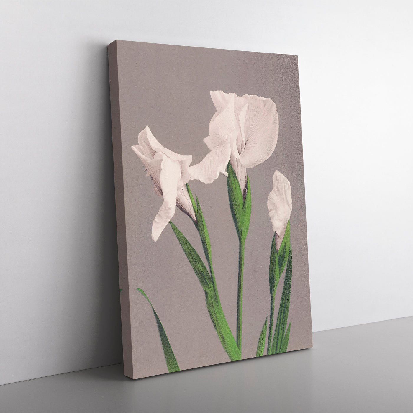 White Irises By Ogawa Kazumasa