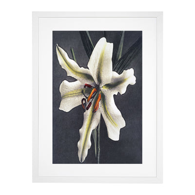 White Lily By Kazumasa Ogawa
