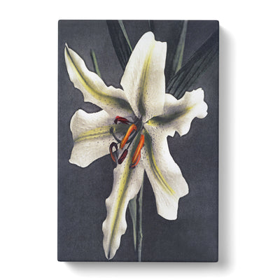 White Lily By Kazumasa Ogawacan Canvas Print Main Image