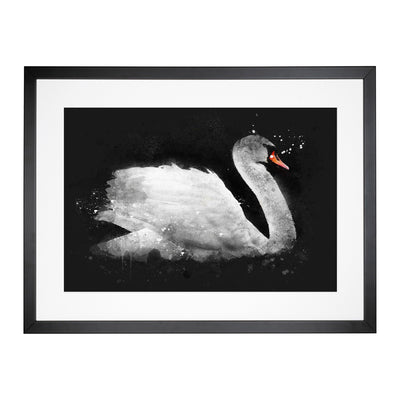 White Swan Swimming