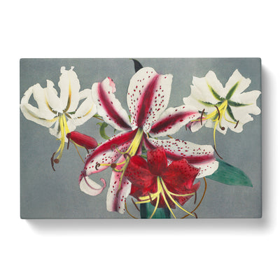 White & Pink Lilies By Kazumasa Ogawa Canvas Print Main Image