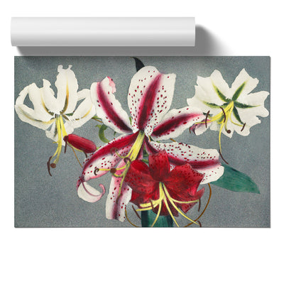 White & Pink Lilies By Kazumasa Ogawa
