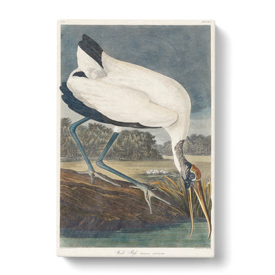 Wood Stork By John James Auduboncan Canvas Print Main Image