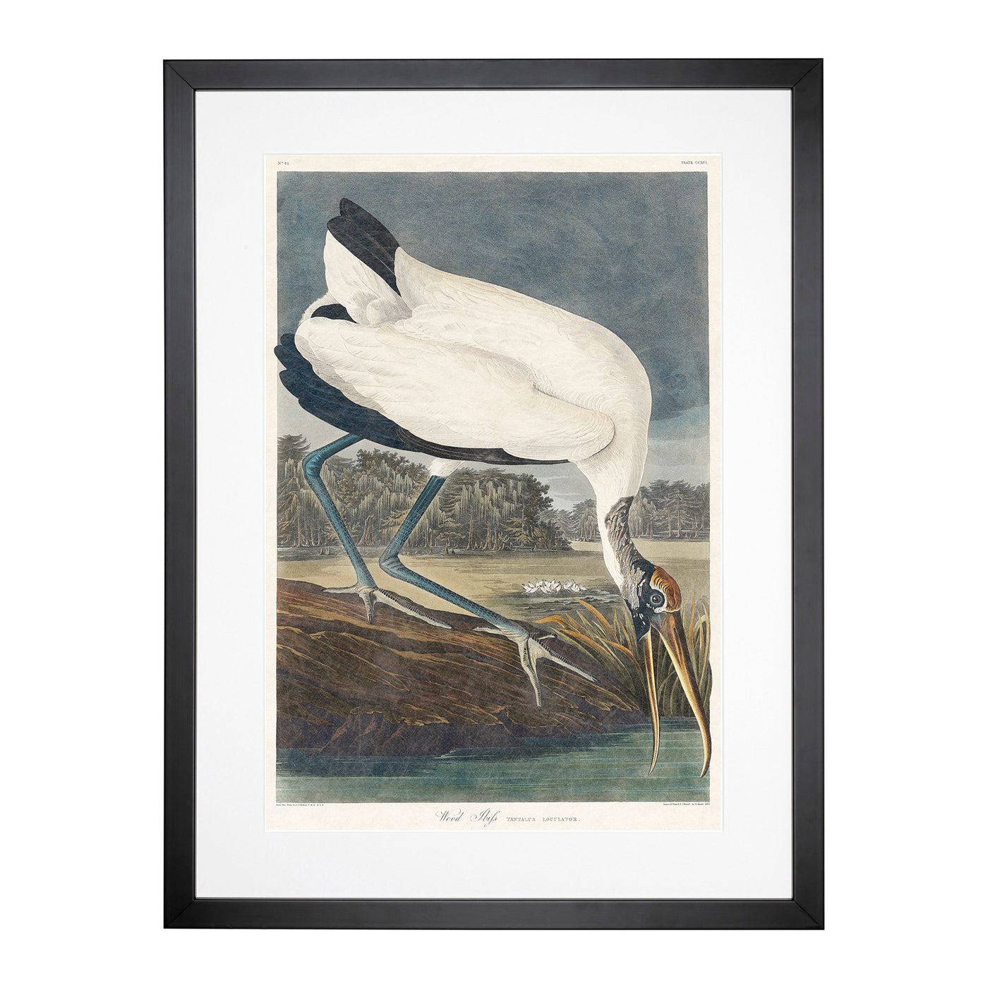Wood Stork By John James Audubon