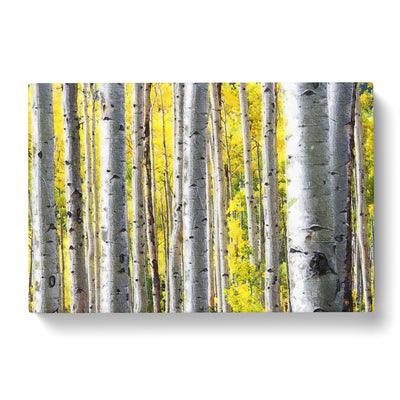 Yellow Birch Tree Forest Canvas Print Main Image