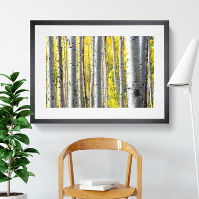 Yellow Birch Tree Forest