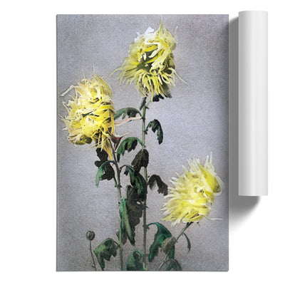 Yellow Chrysanthemum Flowers By Ogawa Kazumasa