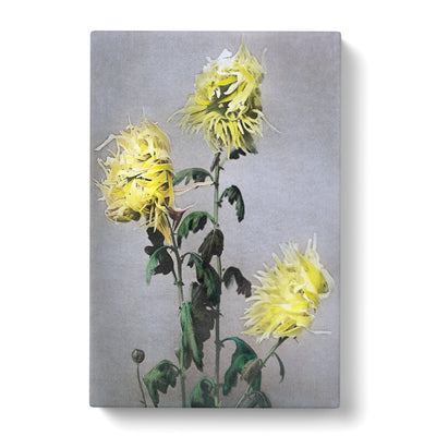 Yellow Chrysanthemum Flowers By Ogawa Kazumasa Canvas Print Main Image