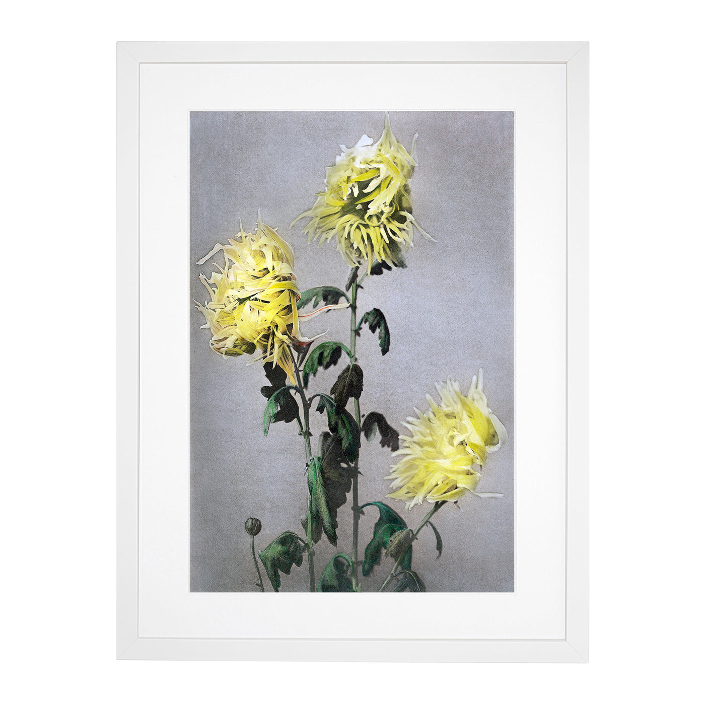 Yellow Chrysanthemum Flowers By Ogawa Kazumasa