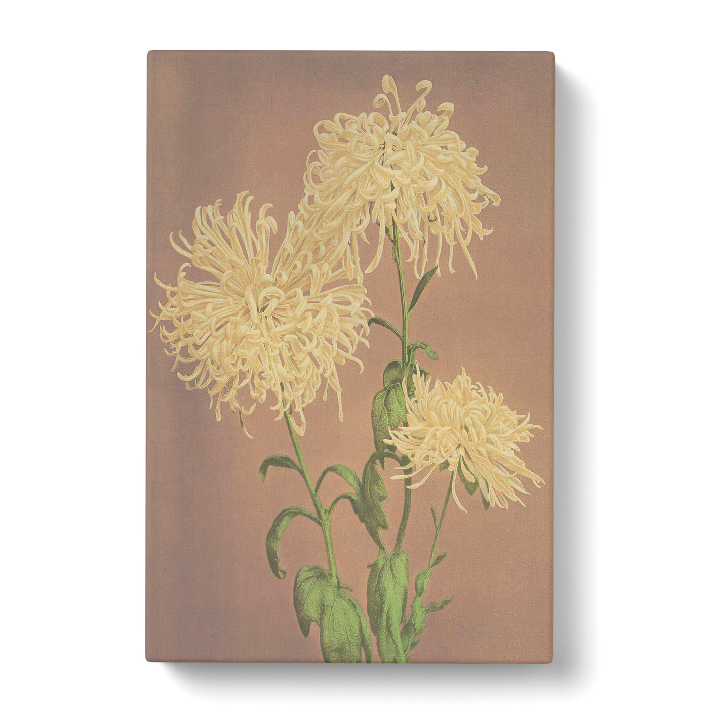 Yellow Chrysanthemums By Ogawa Kazumasa Canvas Print Main Image