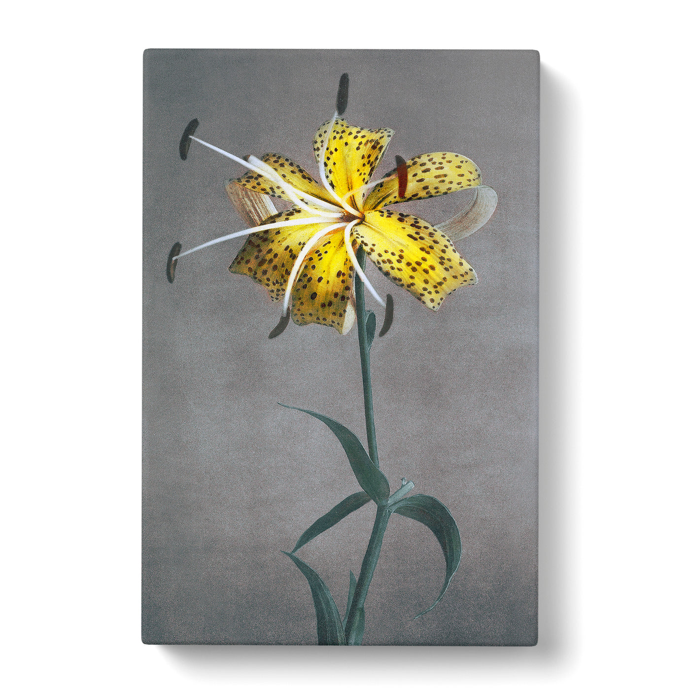 Yellow Lily By Kazumasa Ogawacan Canvas Print Main Image